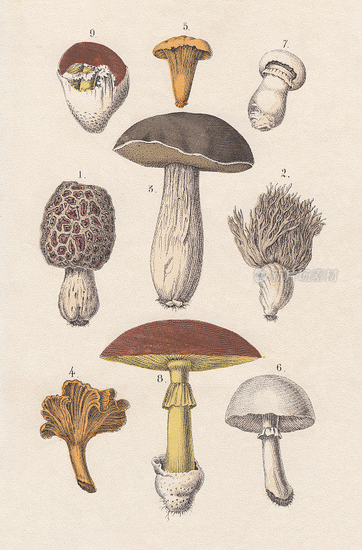 Edible mushrooms, hand-colored lithograph, published in 1880